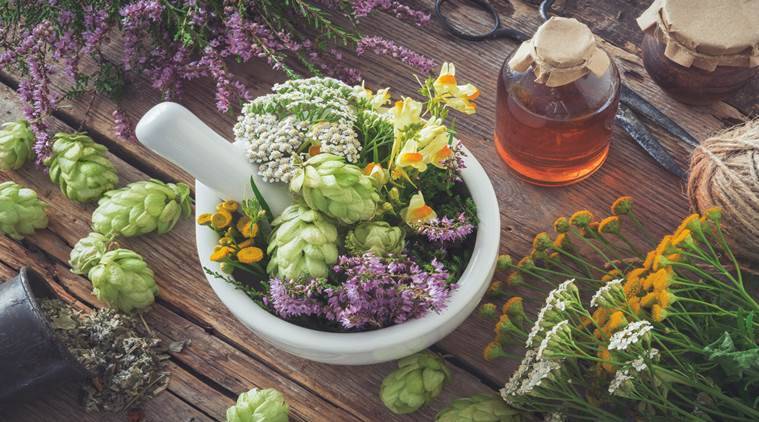 The Importance of Medicinal Plants and Herbs